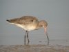 Black-tailed Godwit at Oxenham Farm (Steve Arlow) (38850 bytes) Black-tailed Godwit at Oxenham Farm (Steve Arlow) (38850 bytes)